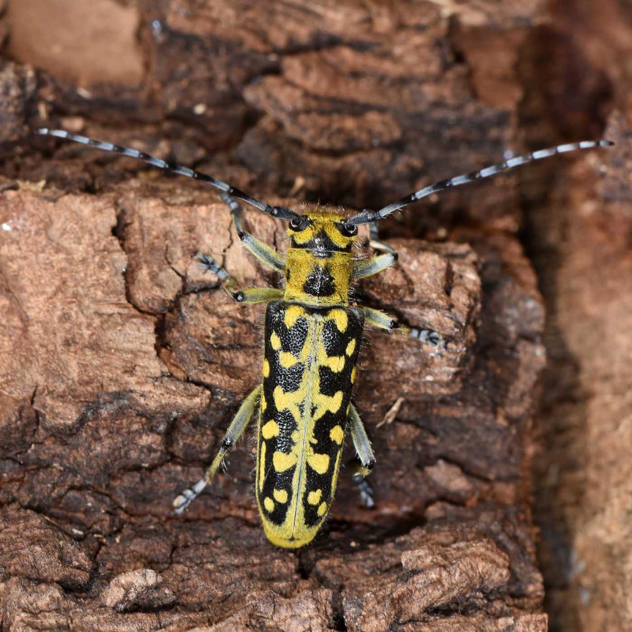 Cerambycidae: Saperda scalaris? S !